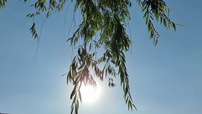 清晨的太阳光芒杨柳树嫩嫩的柳条迎风飘荡