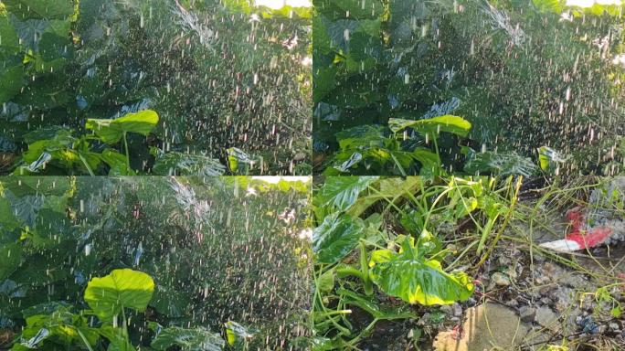 下雨水滴空镜