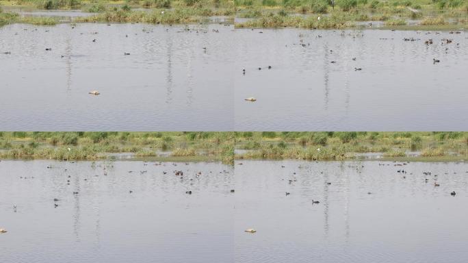湿地水系观景湖的水鸟1