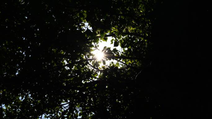 阳光穿透枝叶