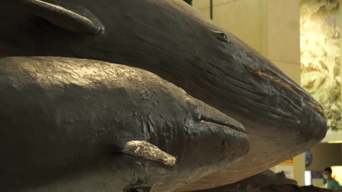 鲸鱼海豚标本模型深海生物