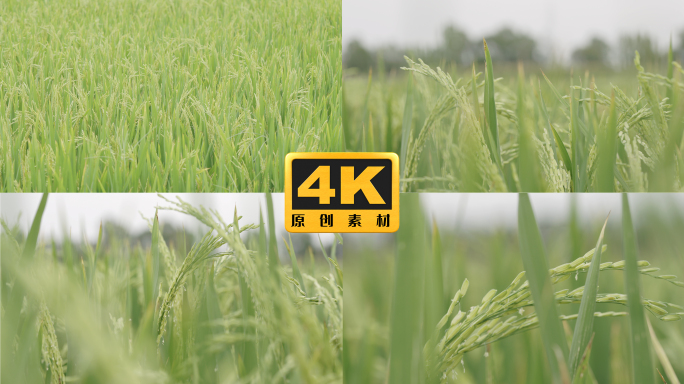 4K-稻田，稻谷种植，水稻实拍特写