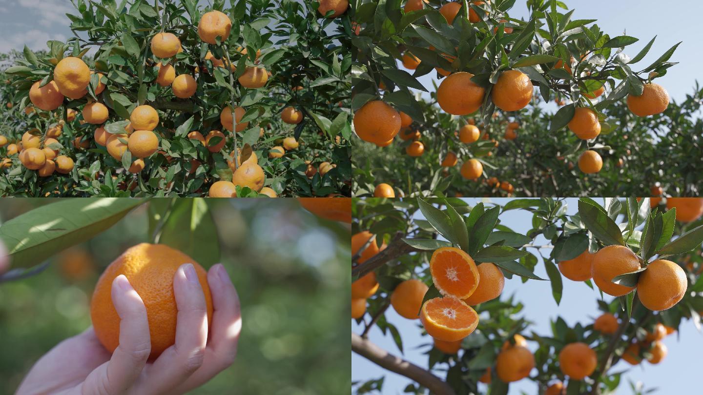 宜昌蜜桔 桔园采摘 新鲜红橘子