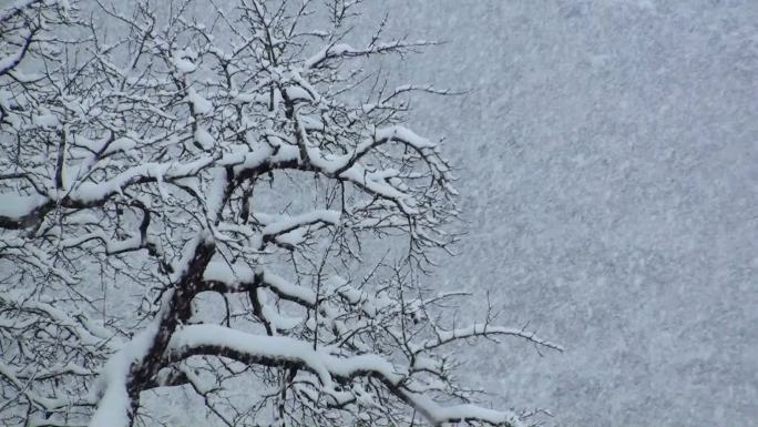 大雪夹杂着树梢