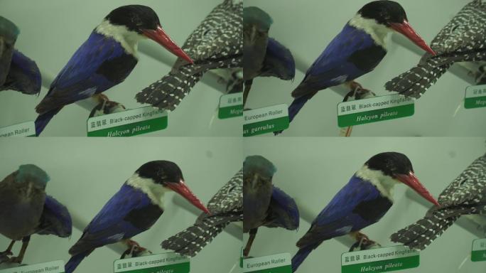 各种鸟类标本模型