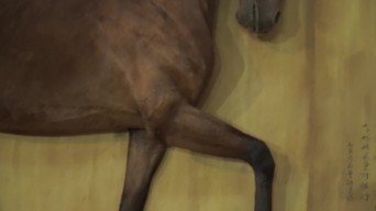 马匹骏马模型标本视频素材