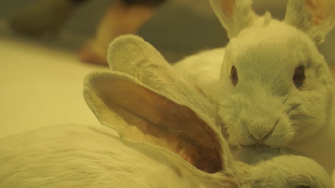 兔子白兔宠物兔标本模型