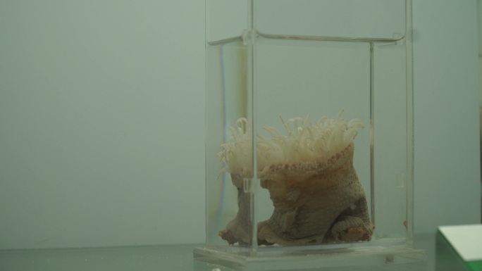 海葵深海海产标本