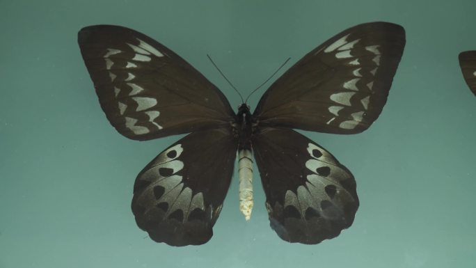 博物馆蝴蝶昆虫标本模型