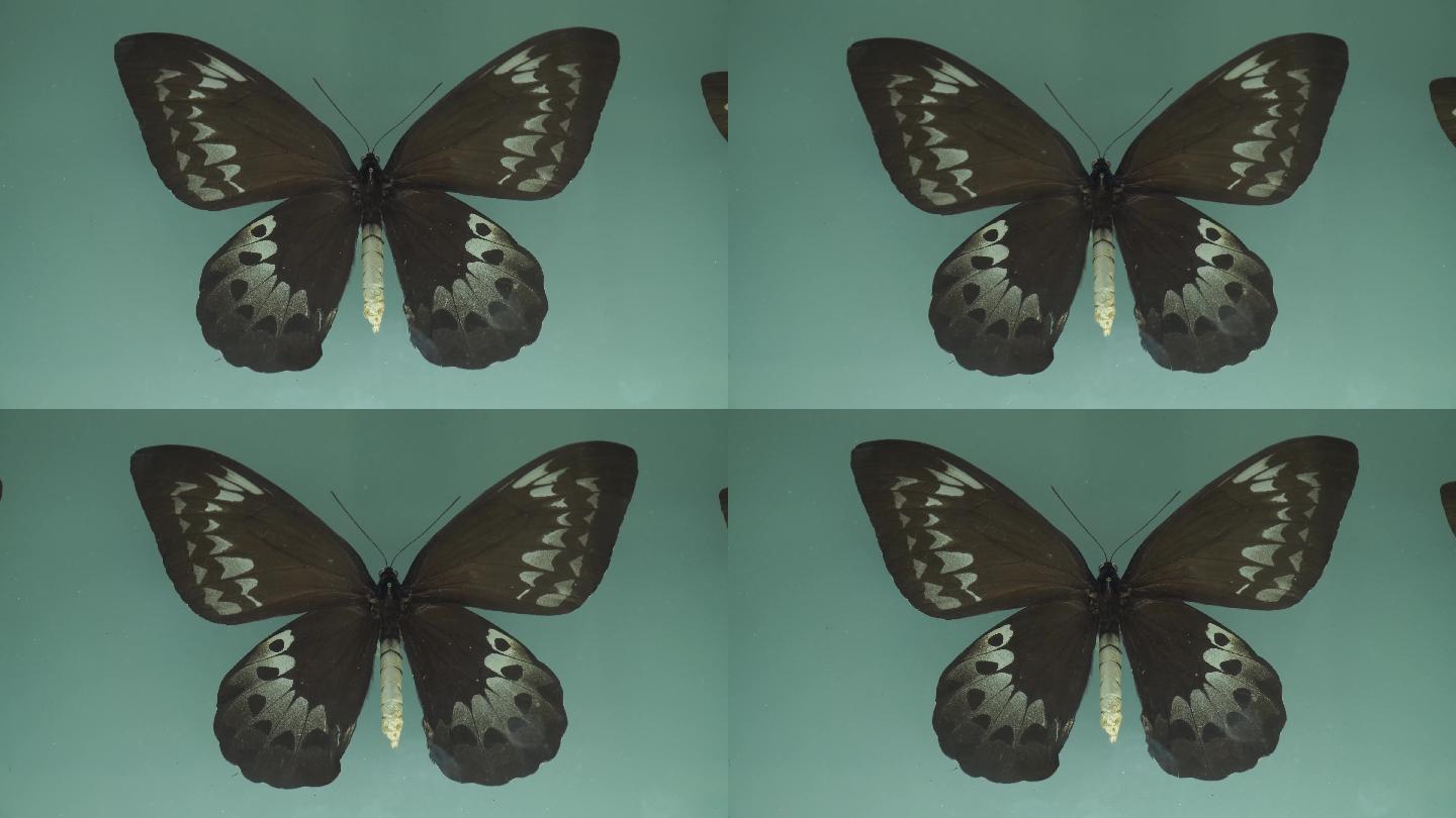 博物馆蝴蝶昆虫标本模型
