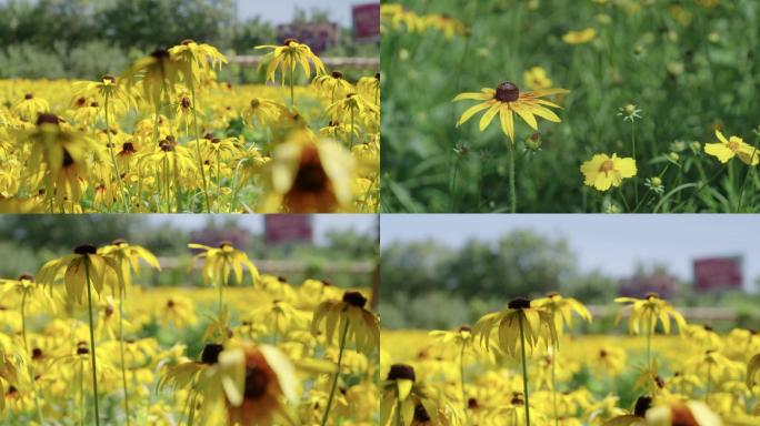 春分、金光菊花、黄花、花海