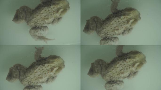 两栖动物青蛙蛤蟆树蛙标本