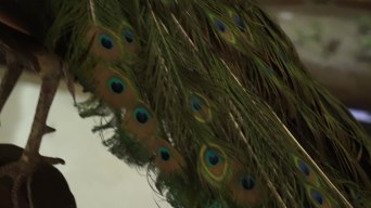 蓝孔雀绿孔雀标本模型视频素材