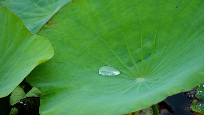 夏日酷暑阴天荷塘荷叶露水