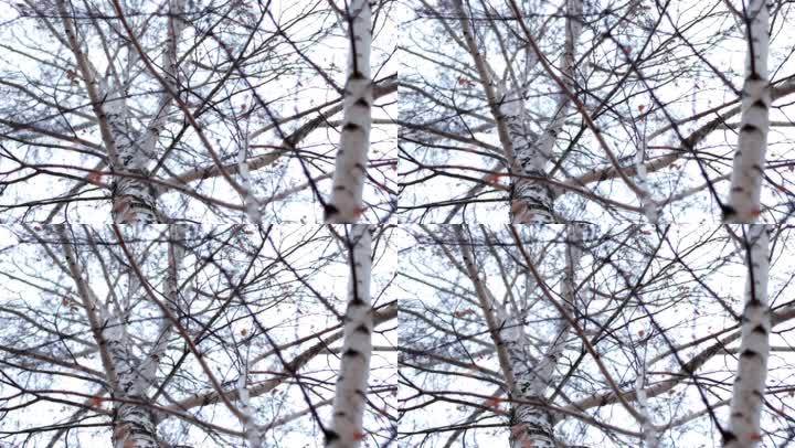 冬季桦树