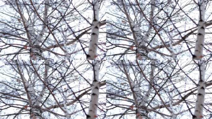 冬季桦树