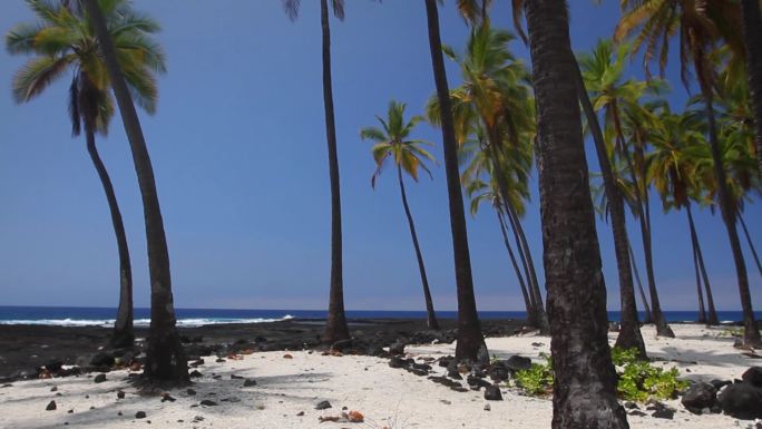 美丽的夏威夷风光，棕榈树紧靠火山岩海滩