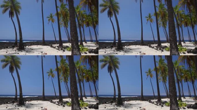 美丽的夏威夷风光，棕榈树紧靠火山岩海滩