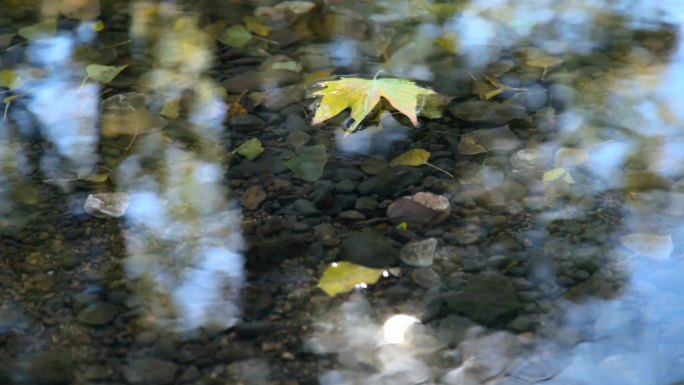 河上飘落的落叶
