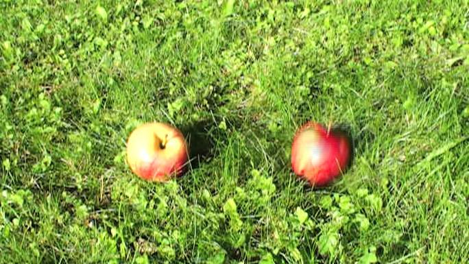 苹果从树上掉到草地上