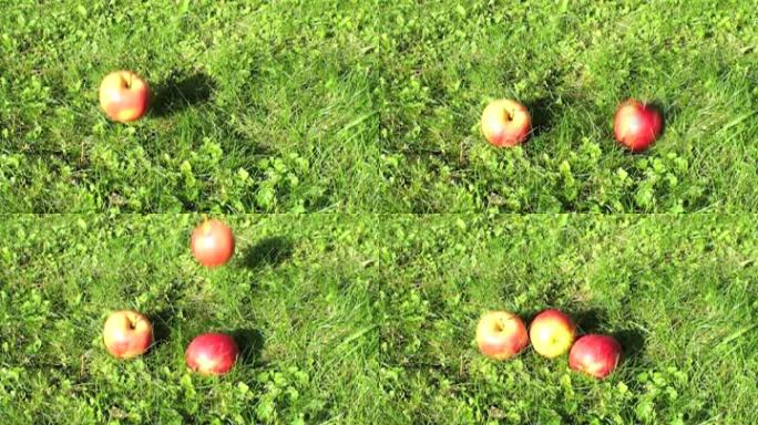 苹果从树上掉到草地上