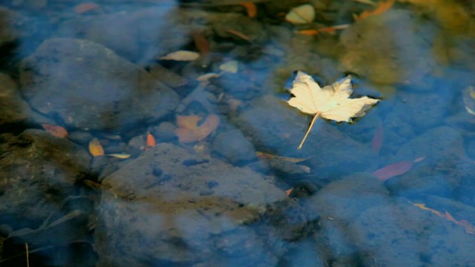 飘落在水面上的落叶