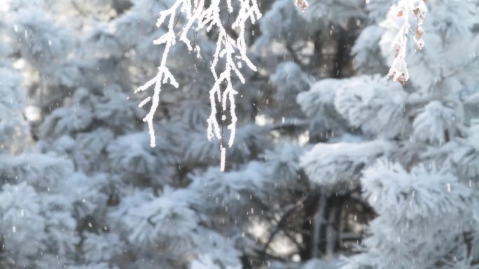 阳光下被雪覆盖的树枝。冬天的早晨。