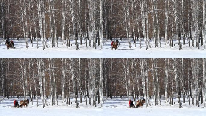 内蒙古雪原边民乘坐马爬犁