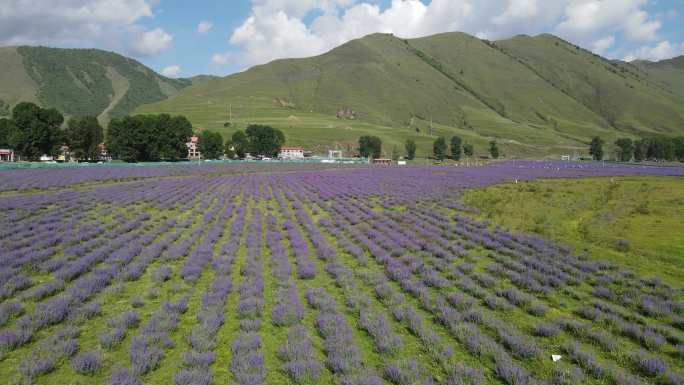 甘孜新都桥薰衣草花田