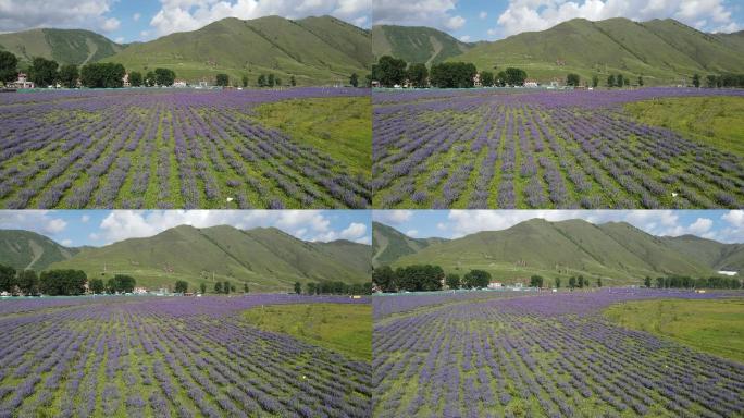 甘孜新都桥薰衣草花田