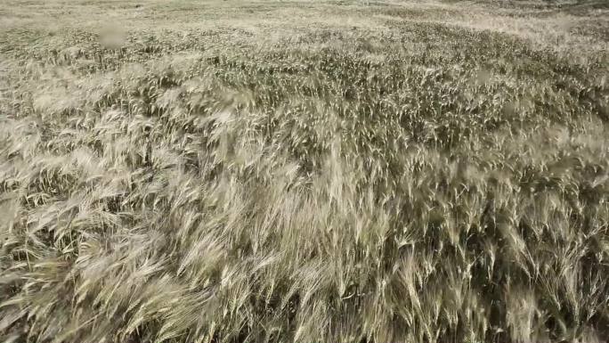 风中的银色小麦。