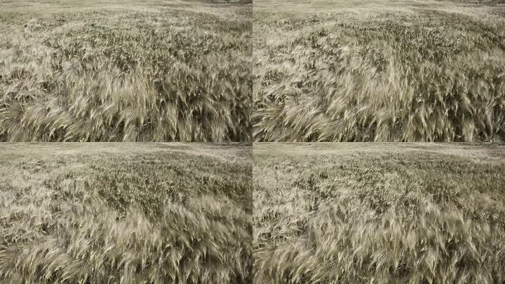 风中的银色小麦。