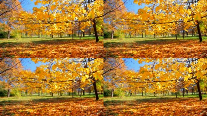 秋天从树上落下的黄叶