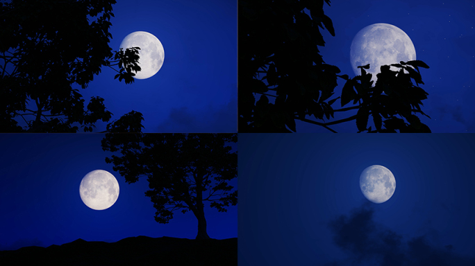 树影月亮月光夜色浪漫黑夜恐怖树叶剪影满月