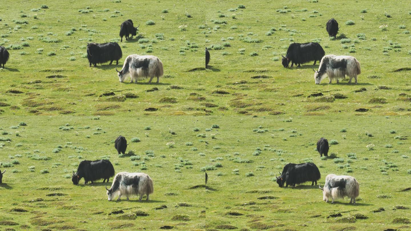4K正版-航拍高原草原上吃草的牦牛群06