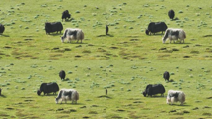 4K正版-航拍高原草原上吃草的牦牛群06
