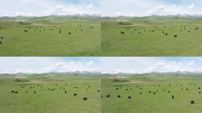 4K正版-航拍高原草原上吃草的牦牛群09