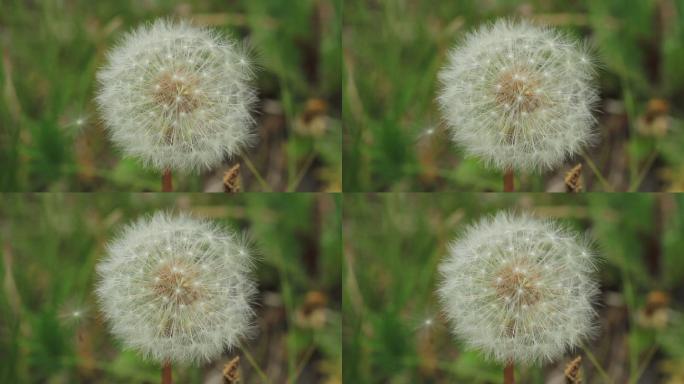 大兴安岭野生植物蒲公英