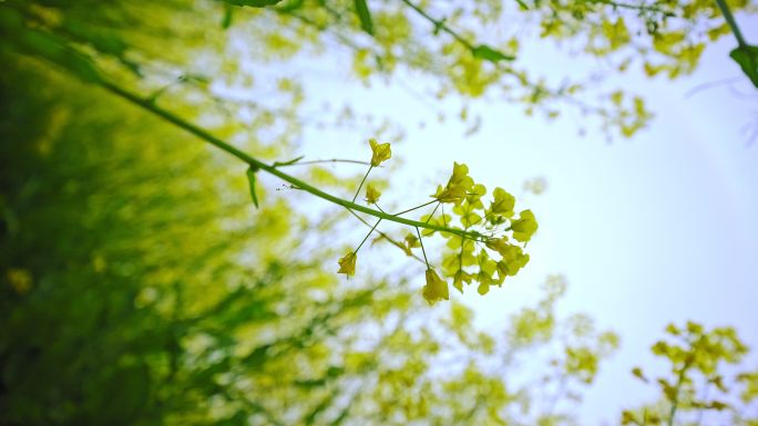 微风吹拂的油菜花