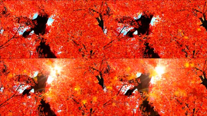 秋天从树上落下的红枫叶
