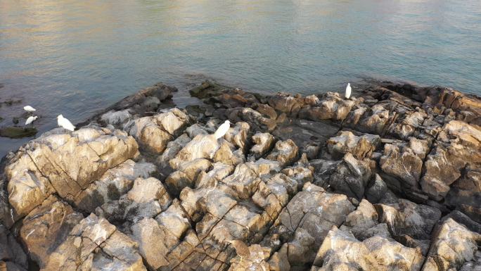 航拍特效礁石上的海鸟