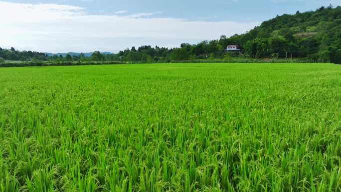 航拍川东乡村振兴美丽的丘陵绿色稻田