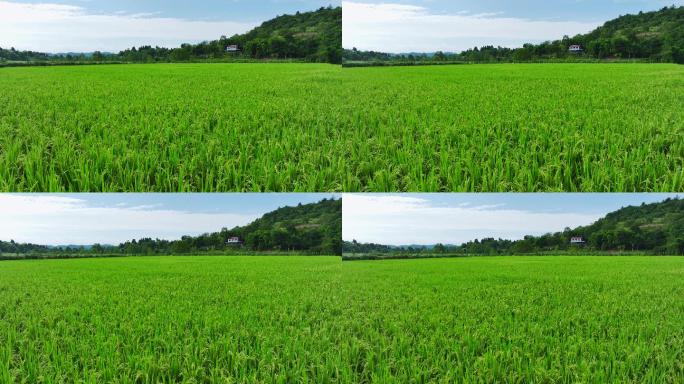 航拍川东乡村振兴美丽的丘陵绿色稻田