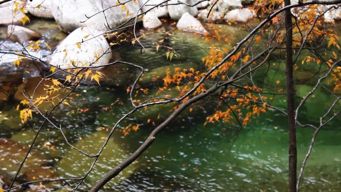 秋天的河里，落叶飘浮在水面上。