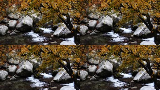 秋天的河里，落叶飘浮在水面上。