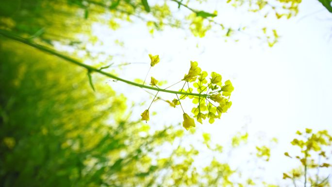 微风吹拂的油菜花