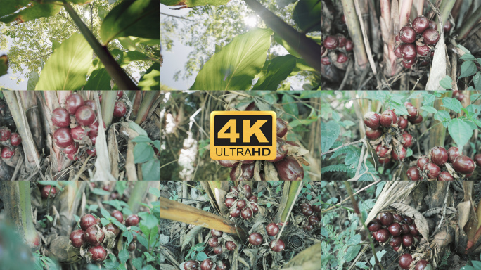 【4K】草果种植，草果特写，草果实拍素材