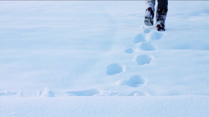 踏雪寻梅