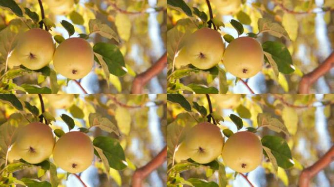 树上有两个黄苹果。特写镜头