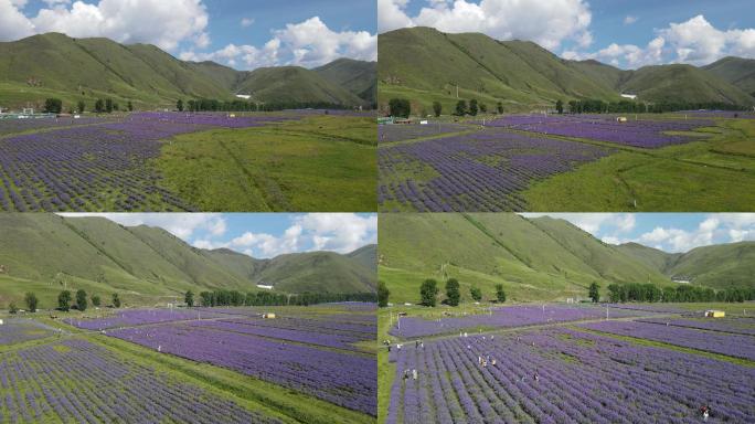 甘孜新都桥薰衣草花田